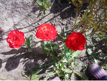 2017-05-07 14.09.02.jpg