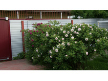 DSC07714 �� ����.jpg