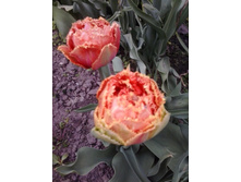 2017-05-16 17.45.53.jpg