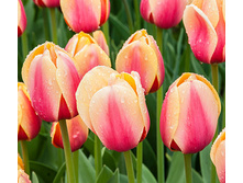 �������� ��������� ������� ���-��� ��-��� 104,3 ���. ��. (� �������� 7 ��.). ������ �� 60 ��. ������� ������ �� 12 ��..jpg