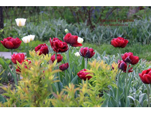 �������� �������� ������� ���-����� ���. ����2.jpg