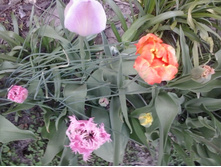 2016-05-01 15.58.07.jpg