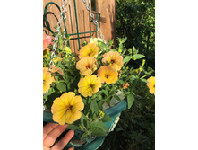 ������ �������� ���������