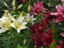 DSC 0667.JPG