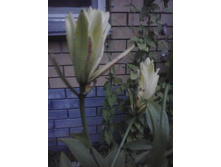 2016-07-27 20.40.12.jpg