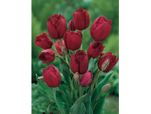 ������� �������������� ���-��� ��-� 160,3 ���. ��. (� �������� 7 ��.). ������ �� 50 ��. ������� ������ �� 12 ��..jpg