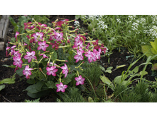 ����� �������� Saratoga Purple Bicolor