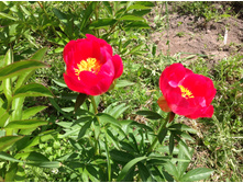 ���� ������� �� �������