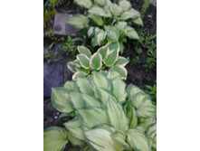 2017-06-19 20.25.42.jpg