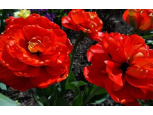 �������� �������� ������� ���-���� ���. ����..jpg