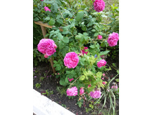 20170705 110409.jpg