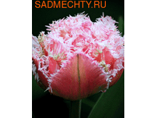 �������� �������� ������ ��-� ���-���� 153,3 ���. ��. (� �������� 7 ��.). ������ �� 40 ��. ������� ������ �� 15 ��..png