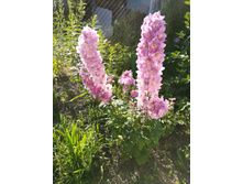 IMG 20170718 172146.jpg