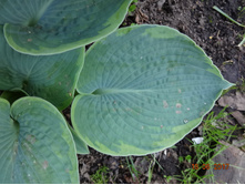 ����  Tokudama Flavocircinalis
