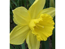 ���-����� ��������� ���-���� 41 ���. ��. (� �������� 3 ��.). ������ �� 40 ��. ������� ������� �� 10 ��.!!!!!!!!!!!!!! �������� .jpg