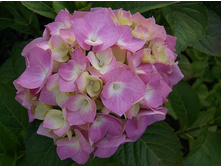 ����������� ����