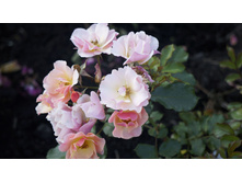 �������������� Jazz