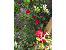 IMG 20170718 173858.jpg