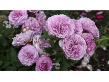 �������� ��� (��. ���������, ������)