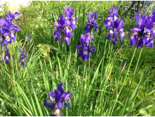 ���� ��������� (�������)