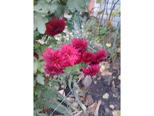 2016-10-13 16.32.27.jpg