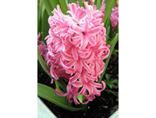 ��-���-�� ��-��-���. 85,5 ���. ��. (� �������� 3 �.). ������ �� 25 ��. ������� ������ 4 ��..jpg