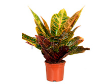 176739656-kodieum eksellent.jpg