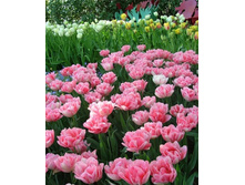 �������� �������� ������ ���-����� ���. ����..jpg