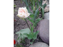 2017-05-16 17.42.46.jpg