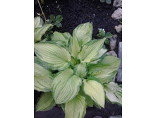 2017-06-19 20.23.36.jpg