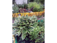 ����� ������� 50�.