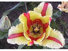 ������� ���������� ���-���� ���. ����.jpg