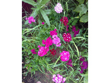 �������� ��������