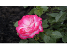 Jubile du Prince de Monaco