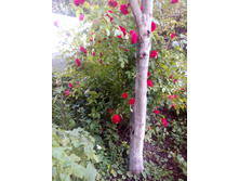 IMG 20170707 175755.jpg