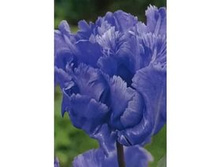 ������� ���������� ��-� ���-��� 146,3 ���. ��. (� �������� 7 ��.). ������ �� 50 ��. ������� ������ �� 10 ��..jpg