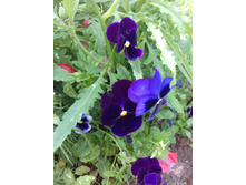 ������� ������