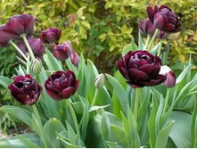 �������� �������� ������� ��-�� ��-�� ���. ����..jpg