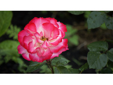 Jubile du Prince de Monaco