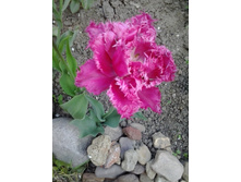 2017-05-22 18.07.50.jpg