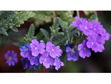 ������� Estrella UP Blueberry