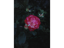 2016-07-18 21.01.41.jpg