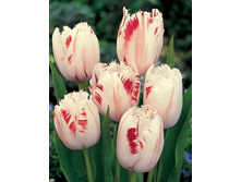 �������� ����������� ���-����� ���. ����.jpg