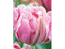 �������� �������� ������� ��-�� 125,3 ���. ��. (� �������� 7 ��.). ������ �� 50 ��. ������� ������ �� 10 ��..jpg