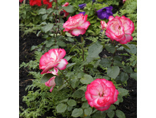 Jubile du Prince de Monaco