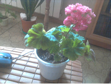 ���������� Odenjio Sofi Arden(�������)