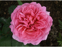 ��������� ���������� ��������