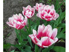 �������� �������� ������� ���-��� ���. ����.jpg