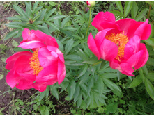 ���� �����