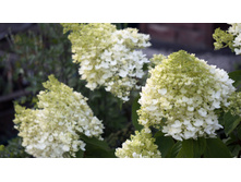 ��������� ����������� �����������